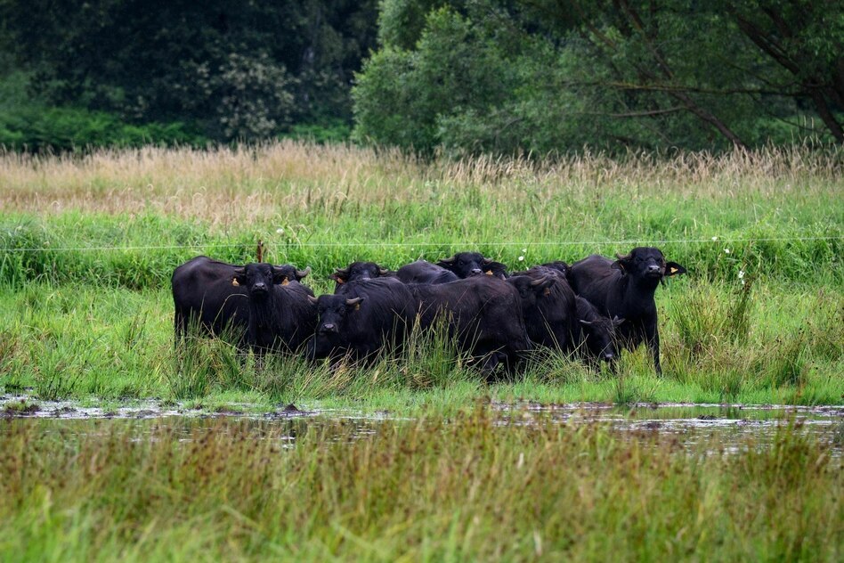 Moore für den Klimaschutz: Erstaunlich klug 

ift.tt/Jx2EfoV

#Taz #GRBsB 

Die Bundesregierung will mit viel Geld Moore wieder vernässen. Umweltminister Schneider macht so seine Prioritäten deutlich. Das könnte sich auszahlen. mehr...