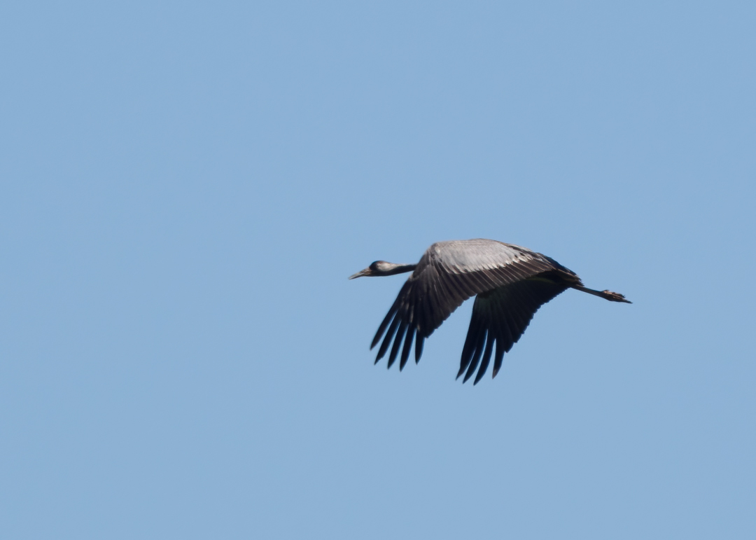 Seasalter birder tweet media