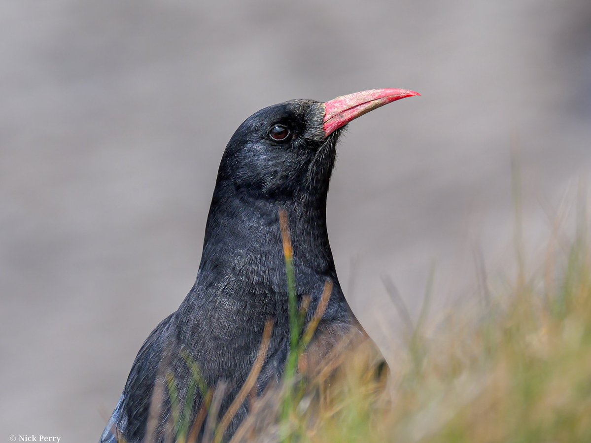 nickyperry82's tweet image. The chough.
Monk Nash beach🏴󠁧󠁢󠁷󠁬󠁳󠁿
19/4/2026

#Twitternaturecommunity
#birding #birdwatching
#Naturephotography
#NatureTherapy