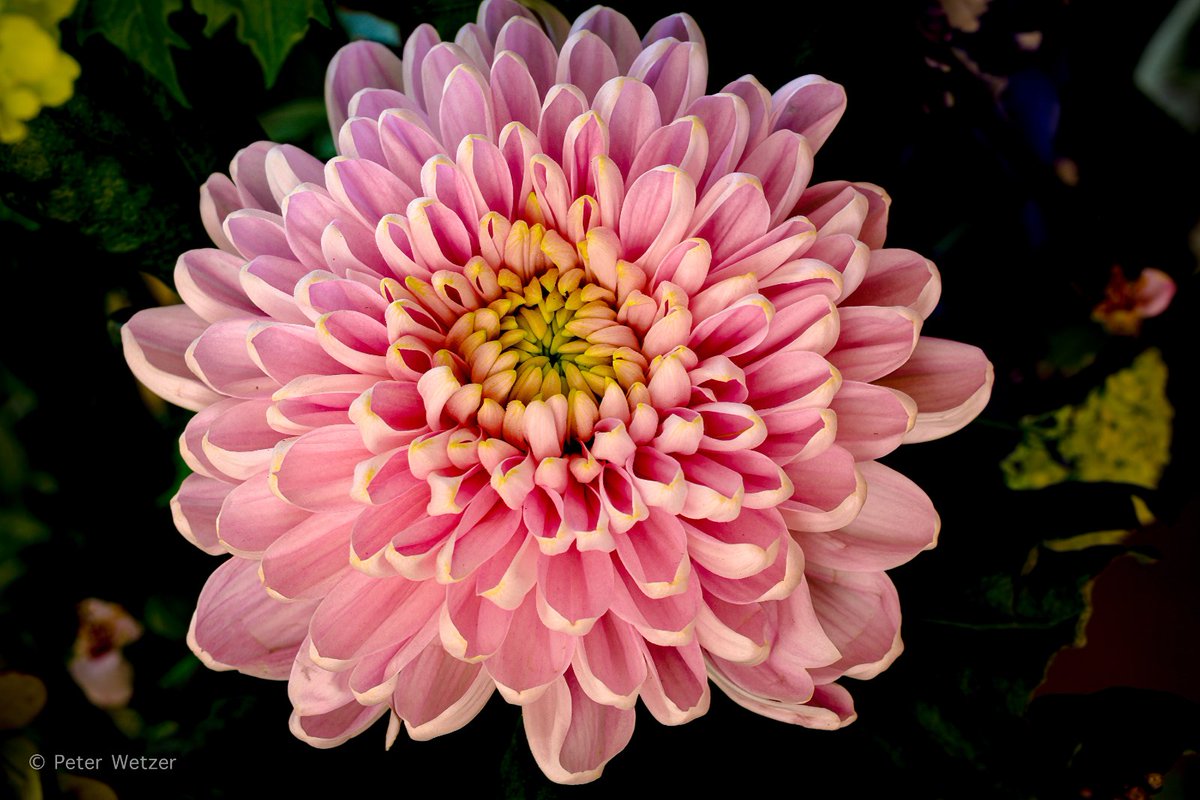 Vandaag 'n half uurtje geëxperimenteerd met het fotograferen van bloemen. Voor alle foto's → peterwetzer.nl