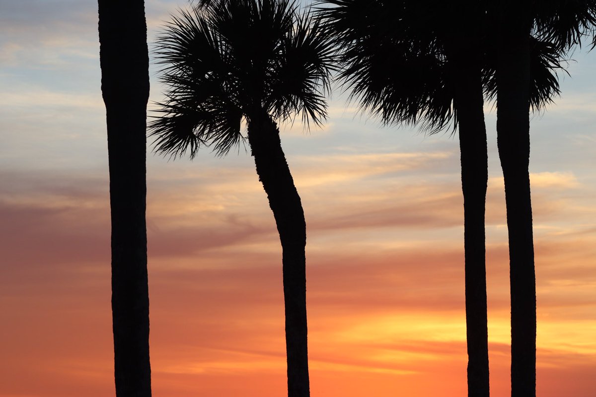 angrycrabcake66's tweet image. Tropical vibes 04/18/26
#tropical #sunset