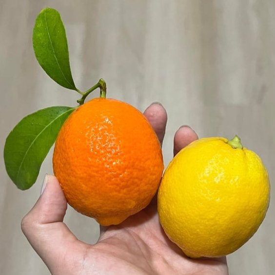 Hikaroo ☀️⭐ tweet media