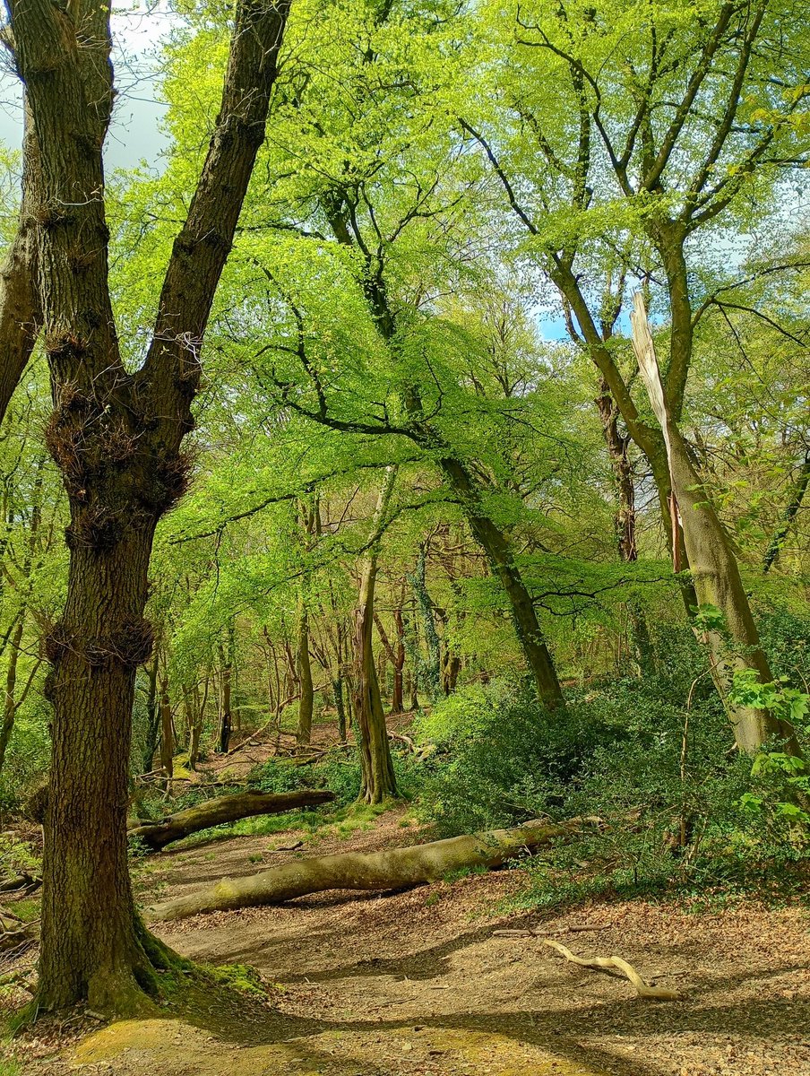 NaturemanWales's tweet image. Beech #trees in Clyne Woods, Swansea, now in their vibrant, lime-leaved prime: