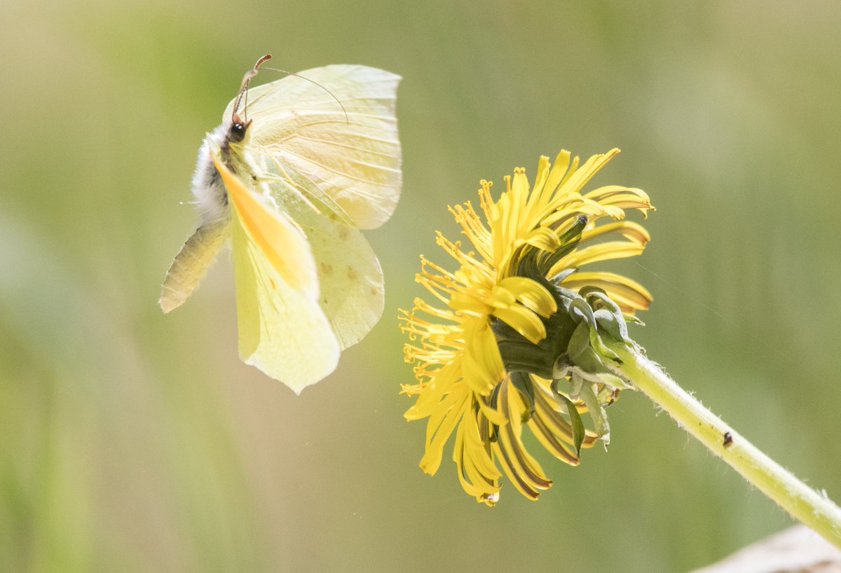 Peter Joyce tweet media