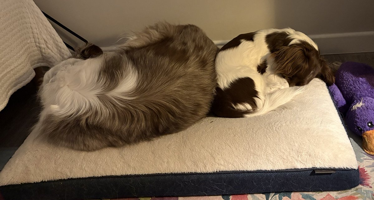 Nile the Border Collie (@Nileynoo) / Posts / X