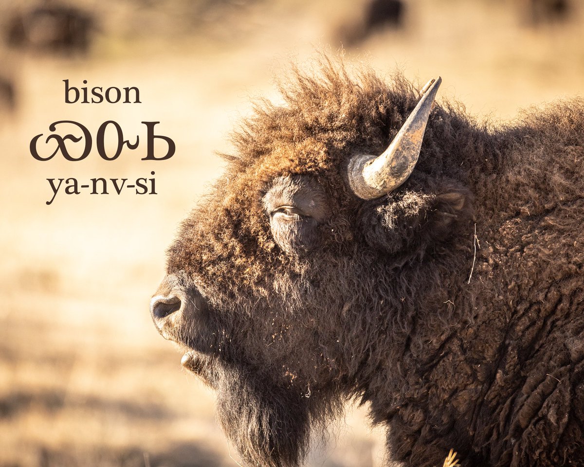 Running Black Fox tweet media