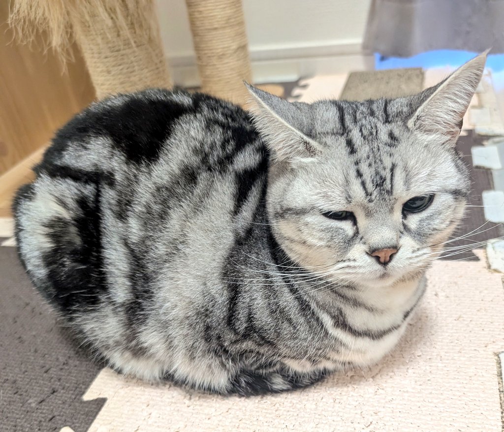 猫を愛でよ tweet media