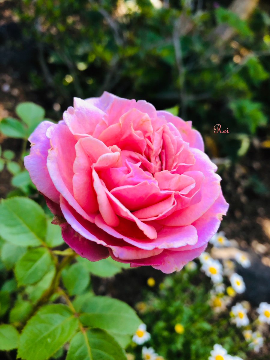 ෆれいれいෆ🐎👠✨✨ tweet media