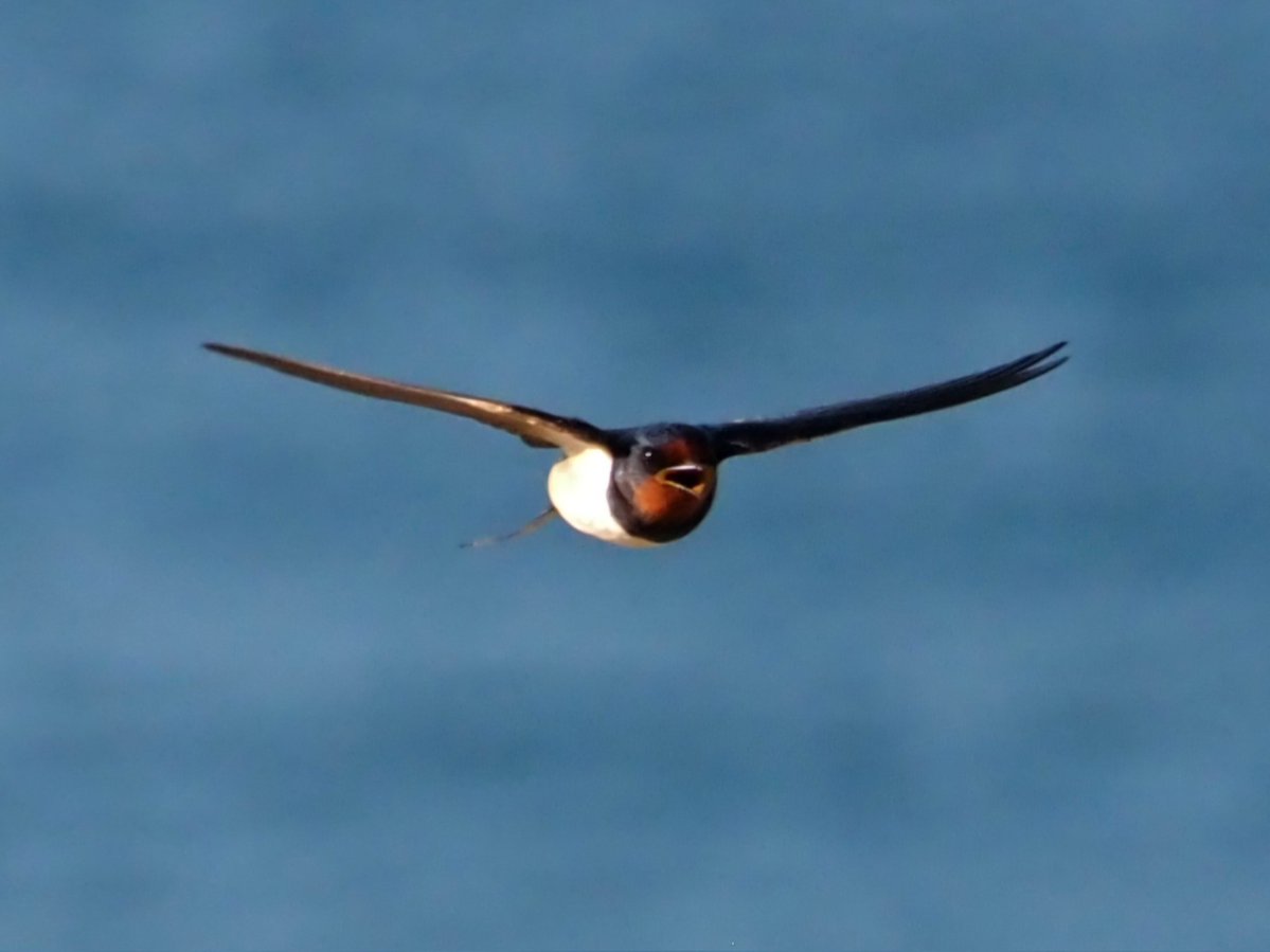 Swallow grabbing a snack on the beach <a href="/malgratonline/">Malgrat de Mar</a>.