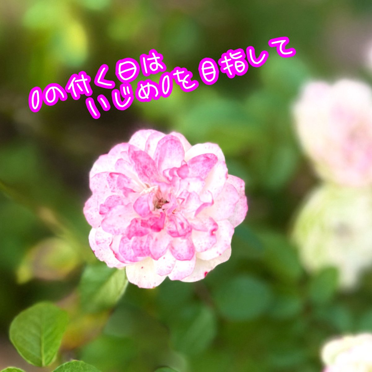 #365日ピンクシャツデー
ピンクの花びらに想いを託して