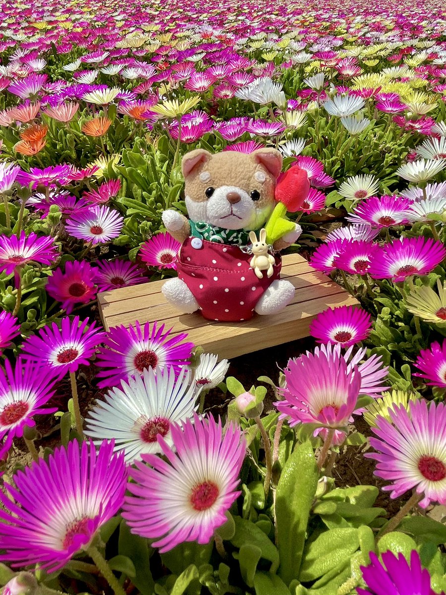 NXuta5JjnHDuEgL's tweet photo. 今日のお花はリビングストンデージーだよ
お花の海に浮いてるみたい
（東京ドイツ村R8.4.17）
Livingstone Daisy
#ぬい撮り #柴犬 https://t.co/z85yZESioH