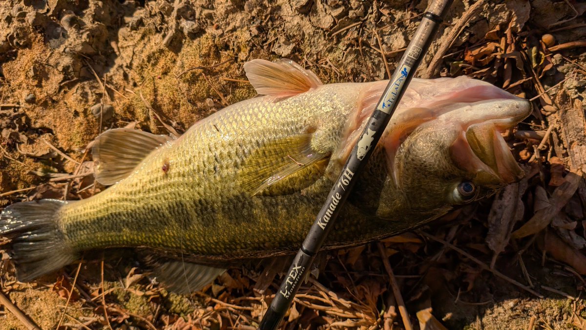 くすのせだいご tweet media