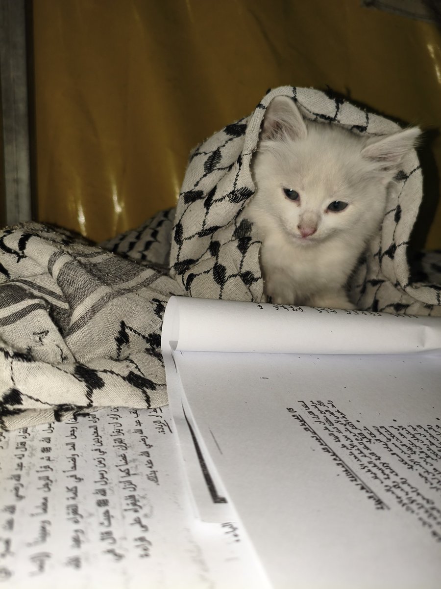 Alaa | Gaza Guy🇵🇸 tweet media