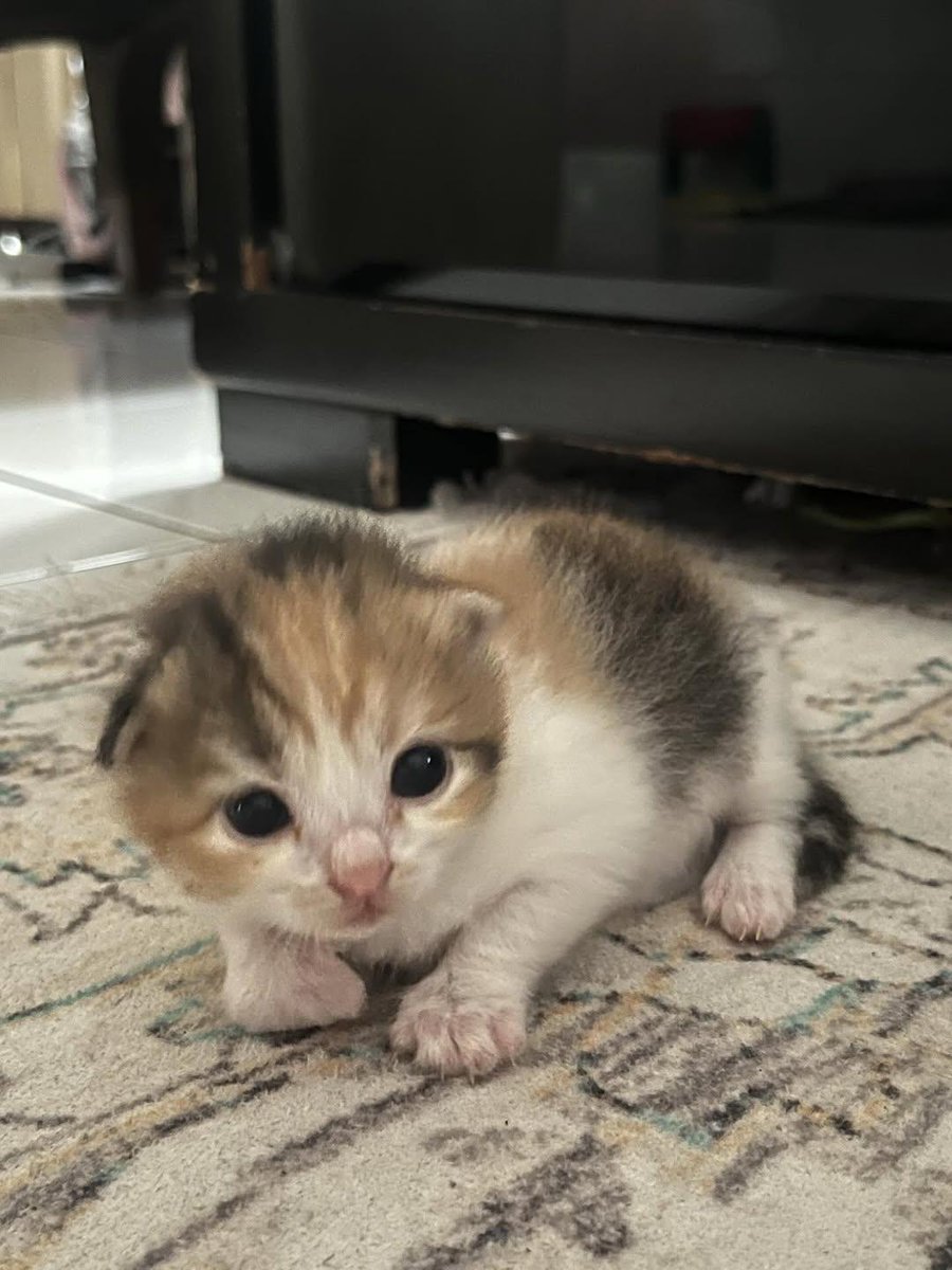 Cat 🐈 tweet media