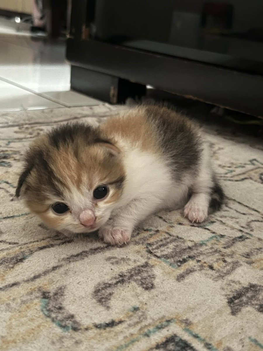 Cat 🐈 tweet media