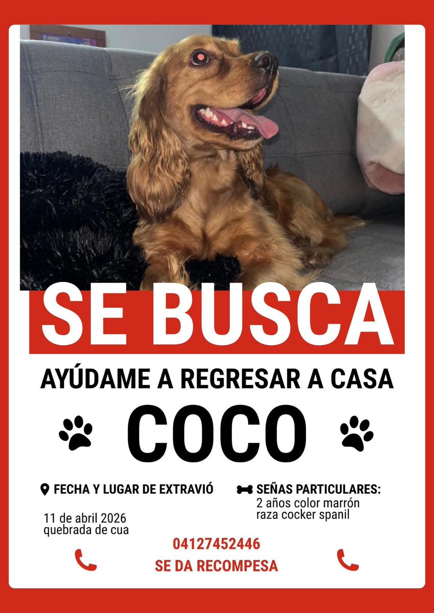 PerroUsuario Wof '•' tweet media