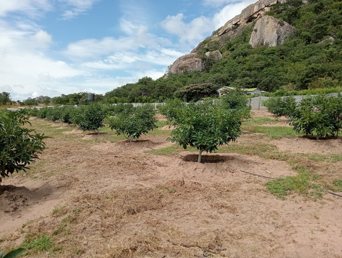 Ronald M Gwaze tweet media