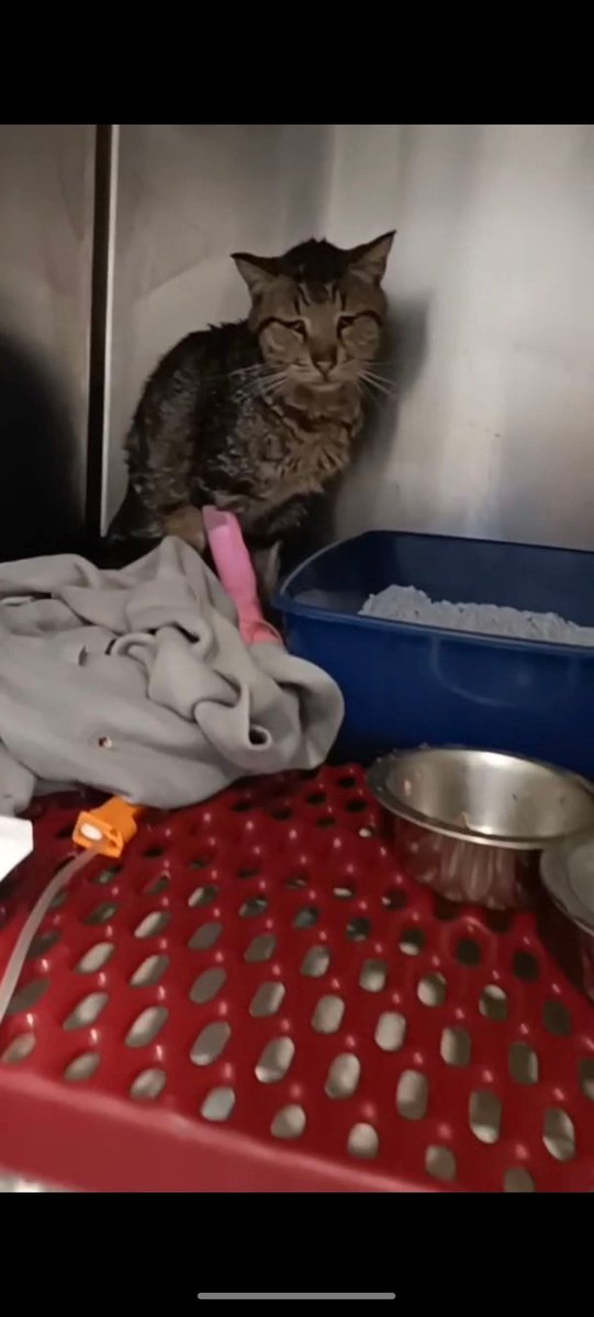 un atto d'amore odv tweet media