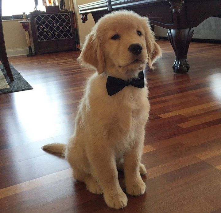 day 1 of glen powell as a dog