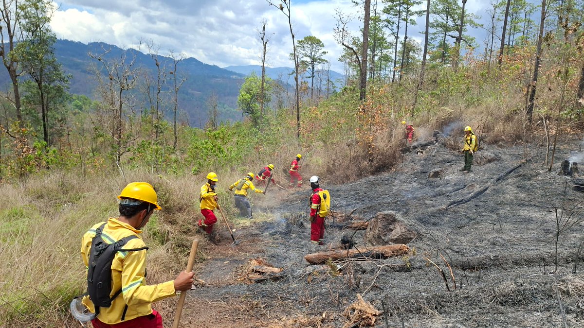 Instituto Nacional de Conservación Forestal tweet media