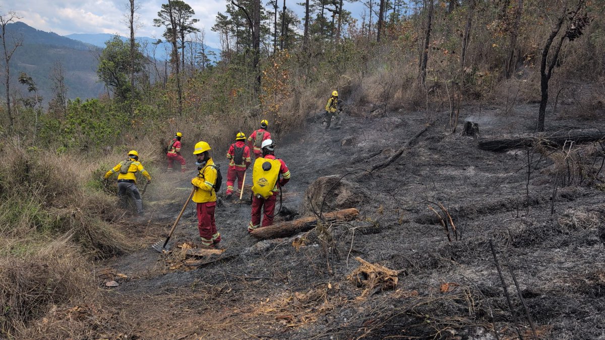 Instituto Nacional de Conservación Forestal tweet media