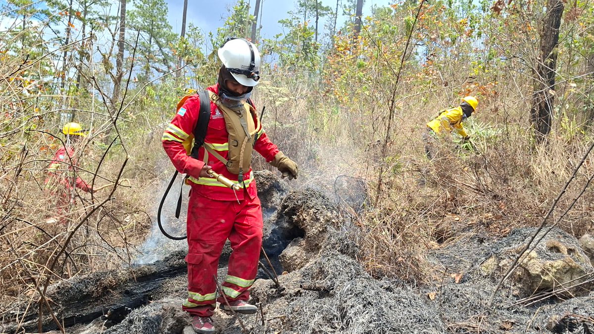 Instituto Nacional de Conservación Forestal tweet media