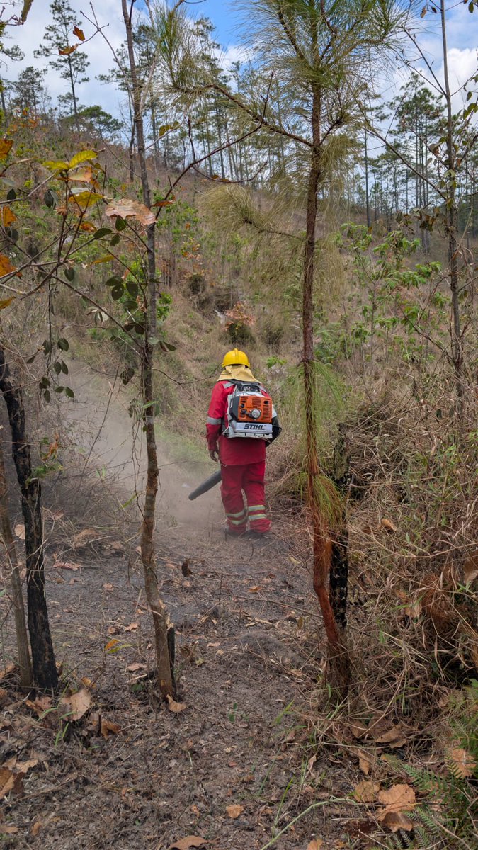 Instituto Nacional de Conservación Forestal tweet media