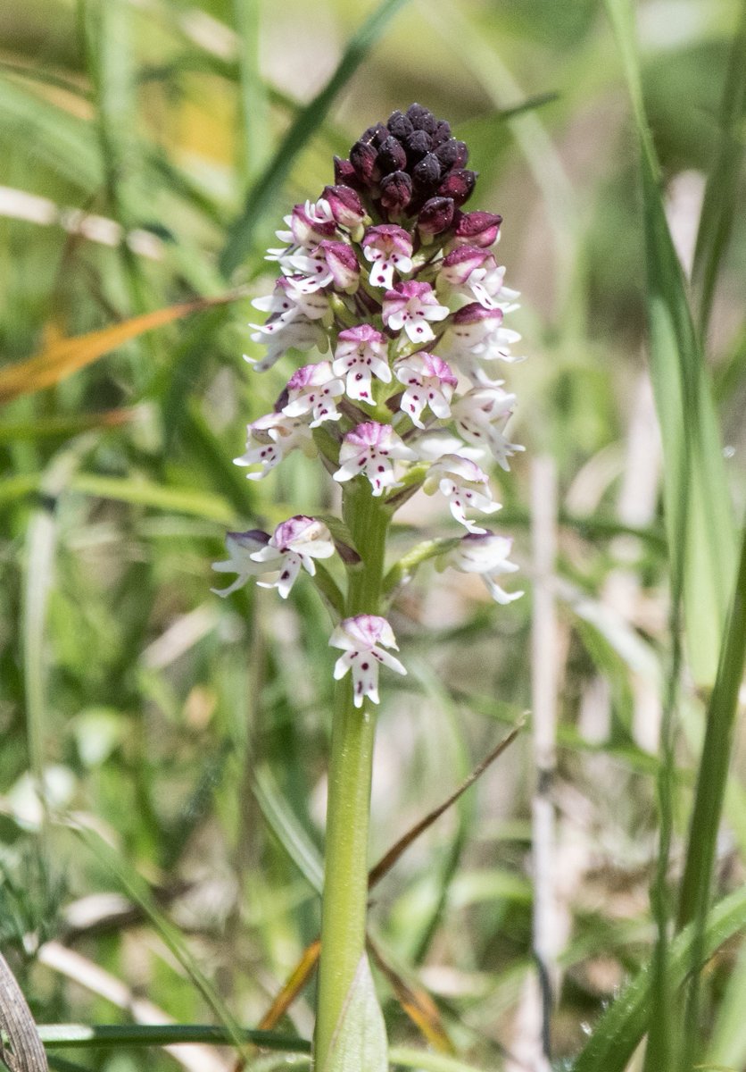 Peter Joyce tweet media