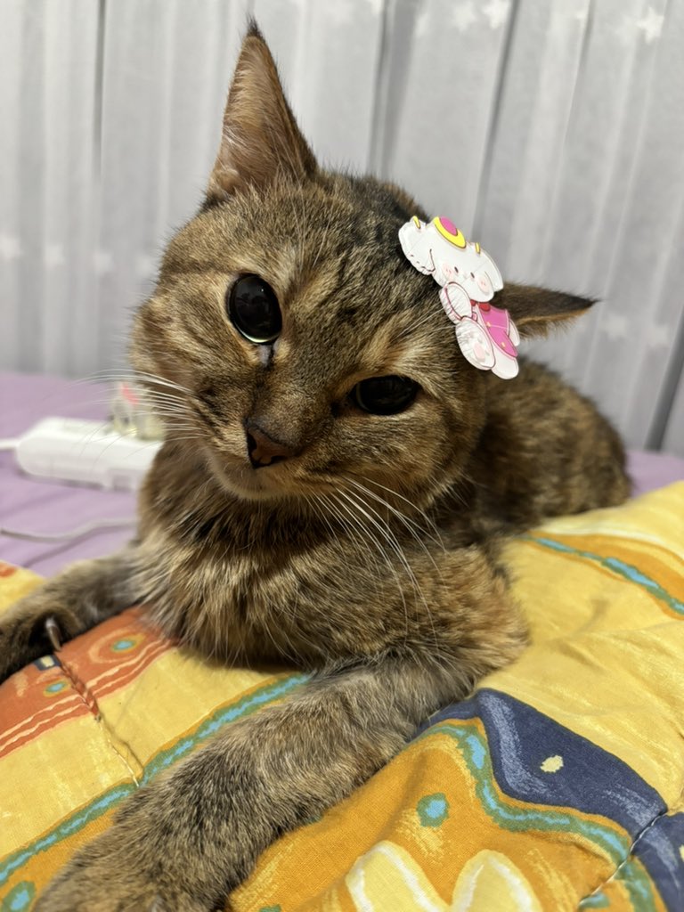 Zeynepbas28's tweet photo. En yakın arkadaşım seni kaybetmek kalbime bıçak saplanmasıyla aynı his seni cok özledim yaşattığın 5 sene için teşekkür ederim umarım huzurla uyursun. 🤍 https://t.co/UxPjJngSWB
