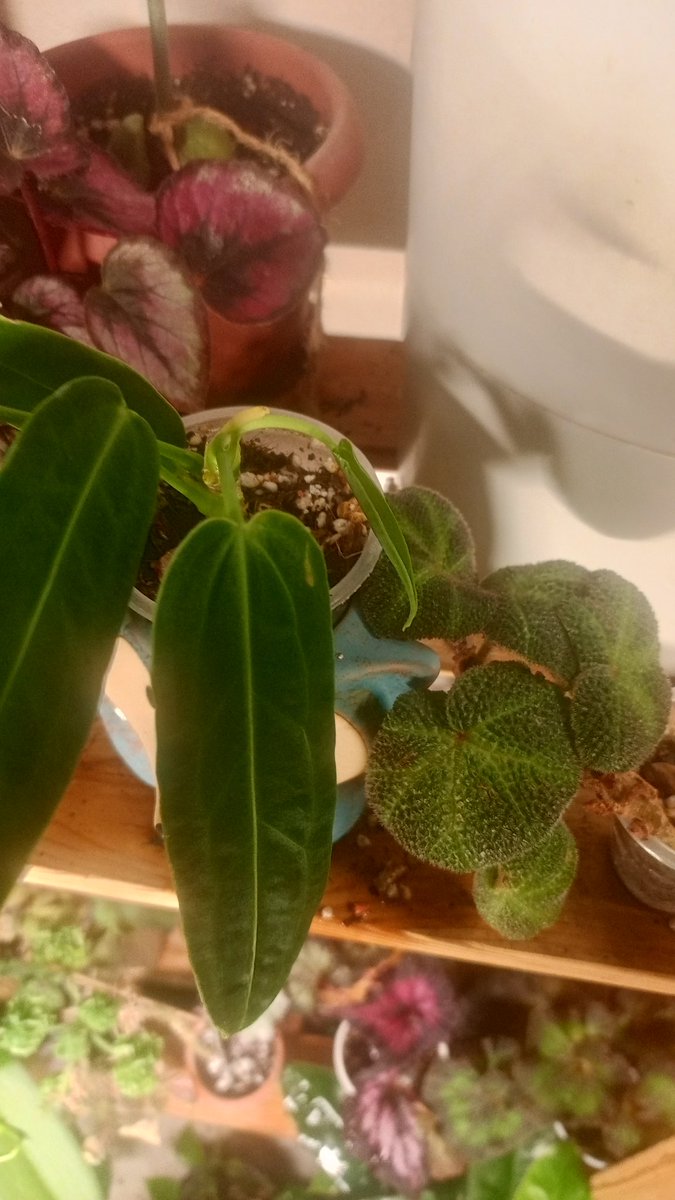 Сын березы tweet media