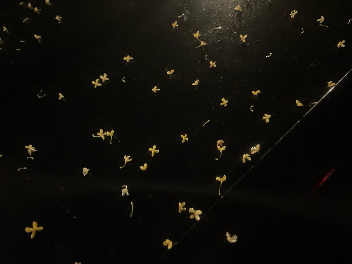 ANDREA GUEDES tweet media