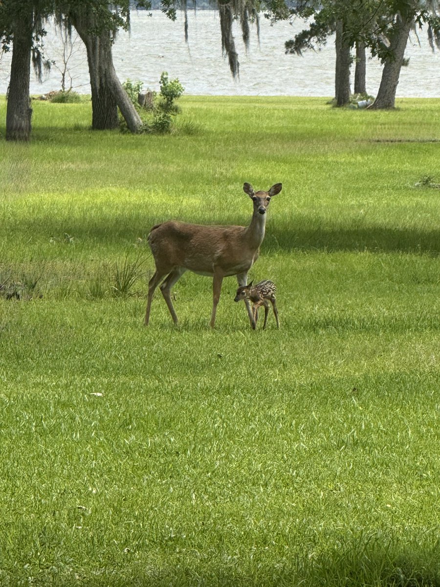 DeepNTheHeartO1's tweet photo. The first fawn of the year. Mid April always. https://t.co/0Md6l6f3xT
