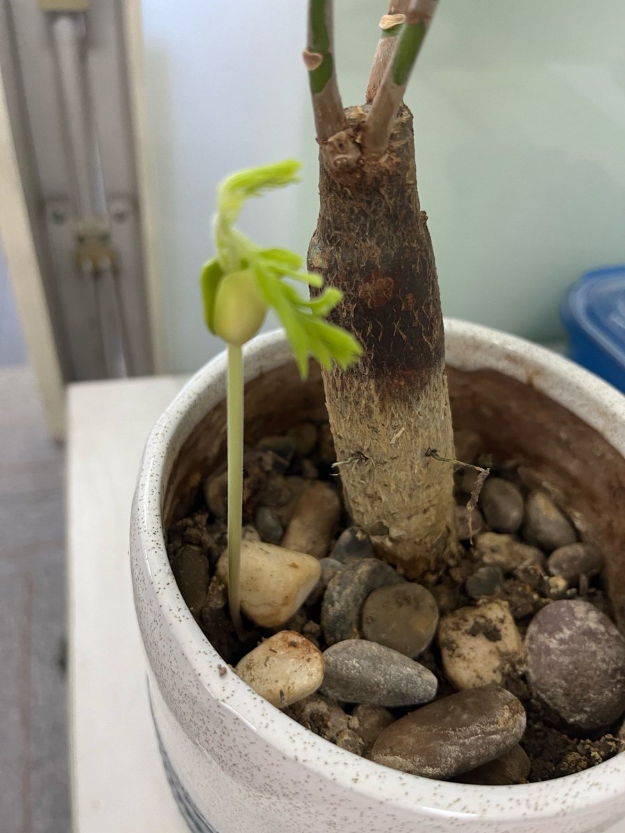 Mohammed ayaz tweet media