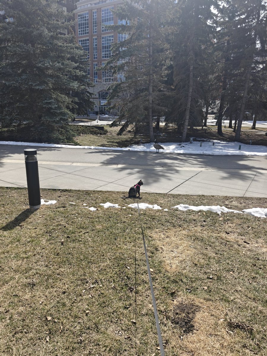 TrueNorthBrown tweet media