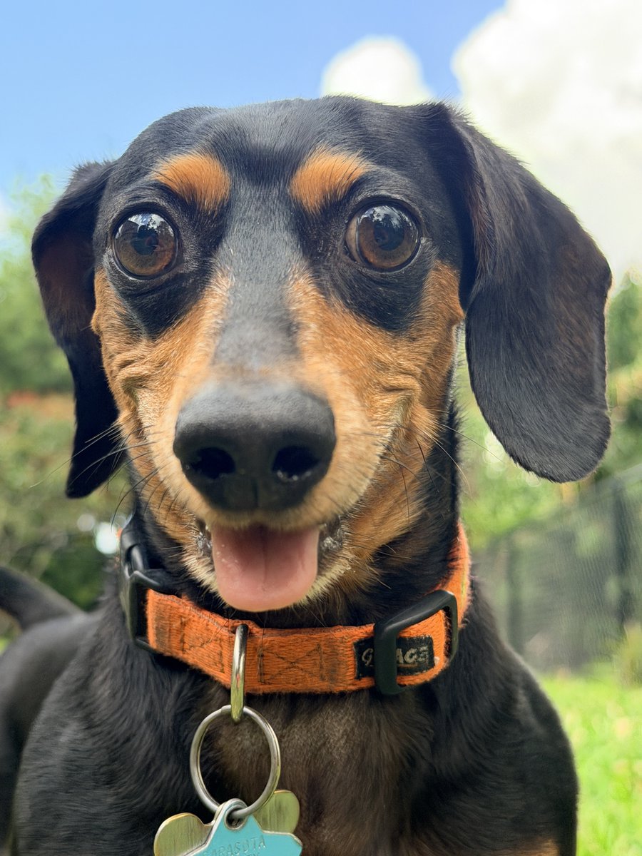 jchrzanowski6's tweet image. I told my wife I want to get some shots of my boy playing ball! 🦴🐾🦴🎾. This is how it went… 🤣😂🤦🏼‍♂️🤦🏼‍♂️ I think we can do better…. 🤷🏼‍♂️😘 This boy will play all day long❣️

#ball #fetch #dog #love #Dachshinds