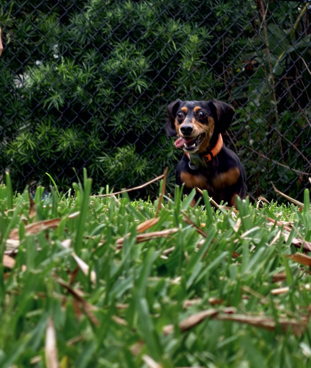 jchrzanowski6's tweet image. I told my wife I want to get some shots of my boy playing ball! 🦴🐾🦴🎾. This is how it went… 🤣😂🤦🏼‍♂️🤦🏼‍♂️ I think we can do better…. 🤷🏼‍♂️😘 This boy will play all day long❣️

#ball #fetch #dog #love #Dachshinds