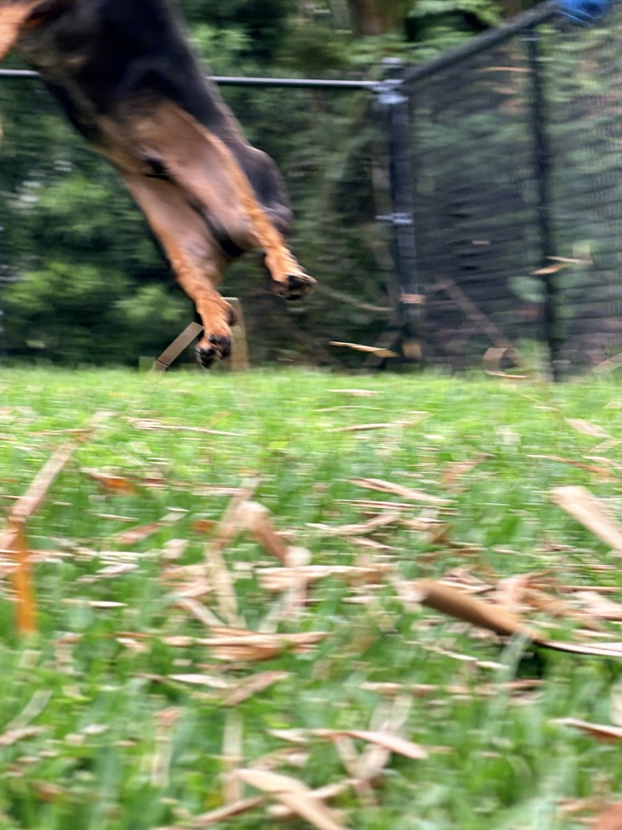 jchrzanowski6's tweet image. I told my wife I want to get some shots of my boy playing ball! 🦴🐾🦴🎾. This is how it went… 🤣😂🤦🏼‍♂️🤦🏼‍♂️ I think we can do better…. 🤷🏼‍♂️😘 This boy will play all day long❣️

#ball #fetch #dog #love #Dachshinds