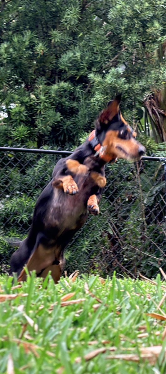 jchrzanowski6's tweet image. I told my wife I want to get some shots of my boy playing ball! 🦴🐾🦴🎾. This is how it went… 🤣😂🤦🏼‍♂️🤦🏼‍♂️ I think we can do better…. 🤷🏼‍♂️😘 This boy will play all day long❣️

#ball #fetch #dog #love #Dachshinds