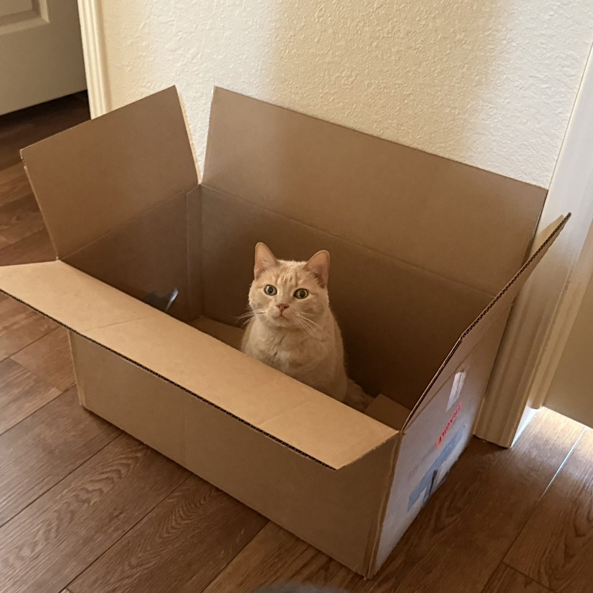 i love mango, next⁷ ᶜ'ᴹᴼᴺ ᵂᴵᴺᴳ tweet media