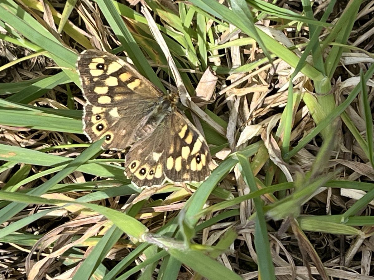 lingosia's tweet photo. Some of the  animals spotted on a walk around #OxburghHall: a pike, a speckled wood butterfly with its chocolate- coloured wings, a green-veined white and a wooden bat among bluebells #Oxborough  #Norfolk https://t.co/hMHxGss6b6