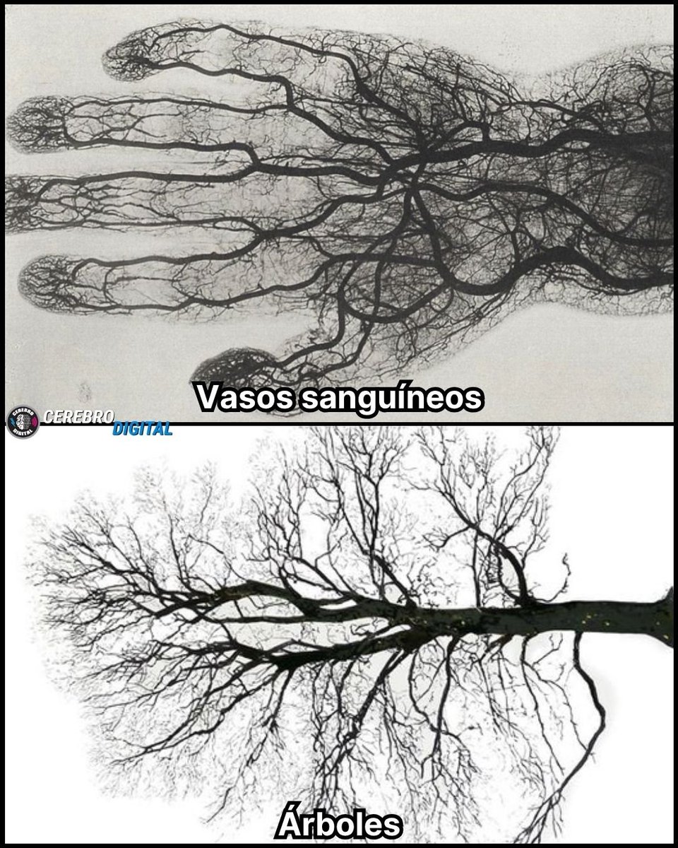 Más Ciencia tweet media