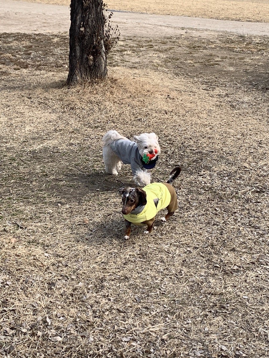 eatafig's tweet photo. 사랑해 아기강아지 사랑해 https://t.co/UxA1P4bbqg