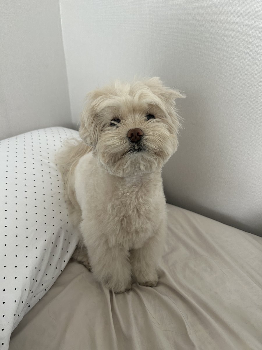 eatafig's tweet photo. 사랑해 아기강아지 사랑해 https://t.co/UxA1P4bbqg