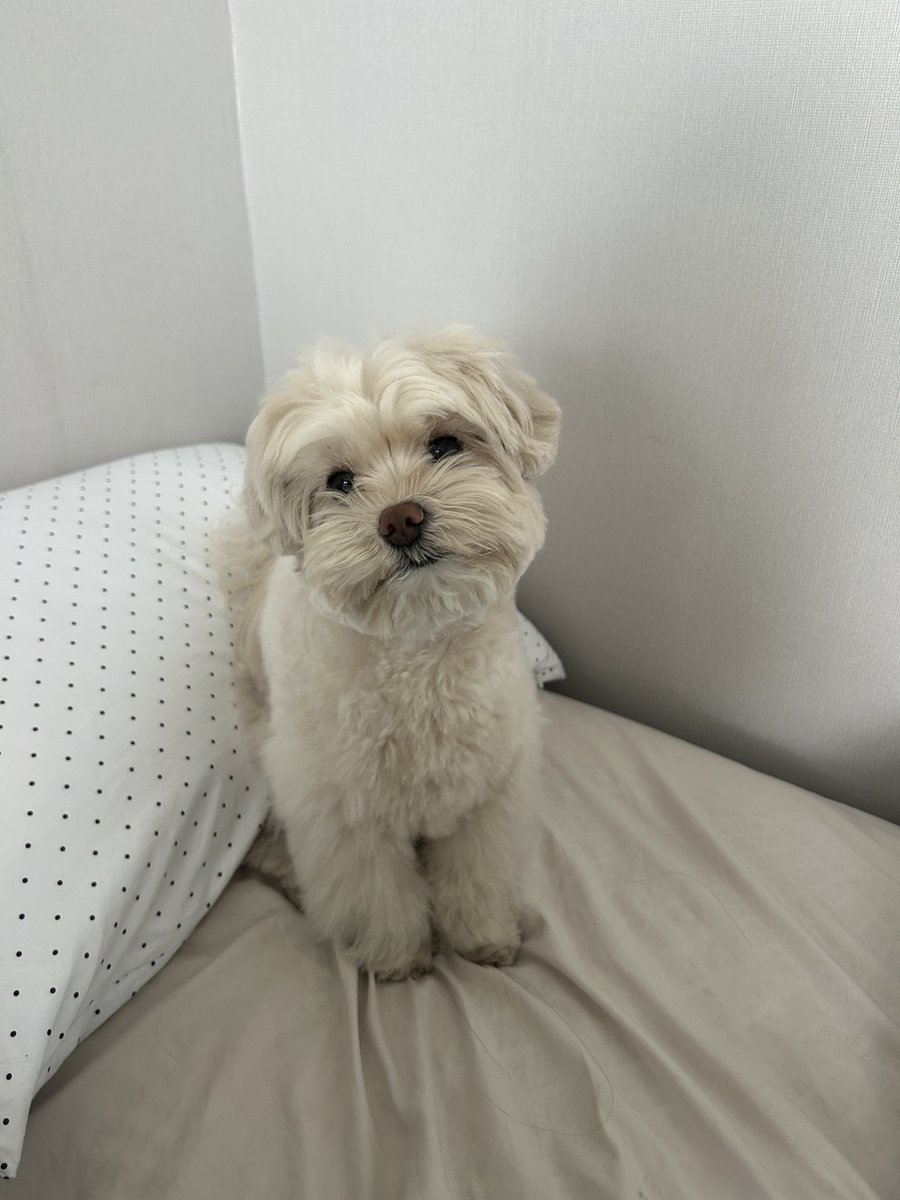 eatafig's tweet photo. 사랑해 아기강아지 사랑해 https://t.co/UxA1P4bbqg
