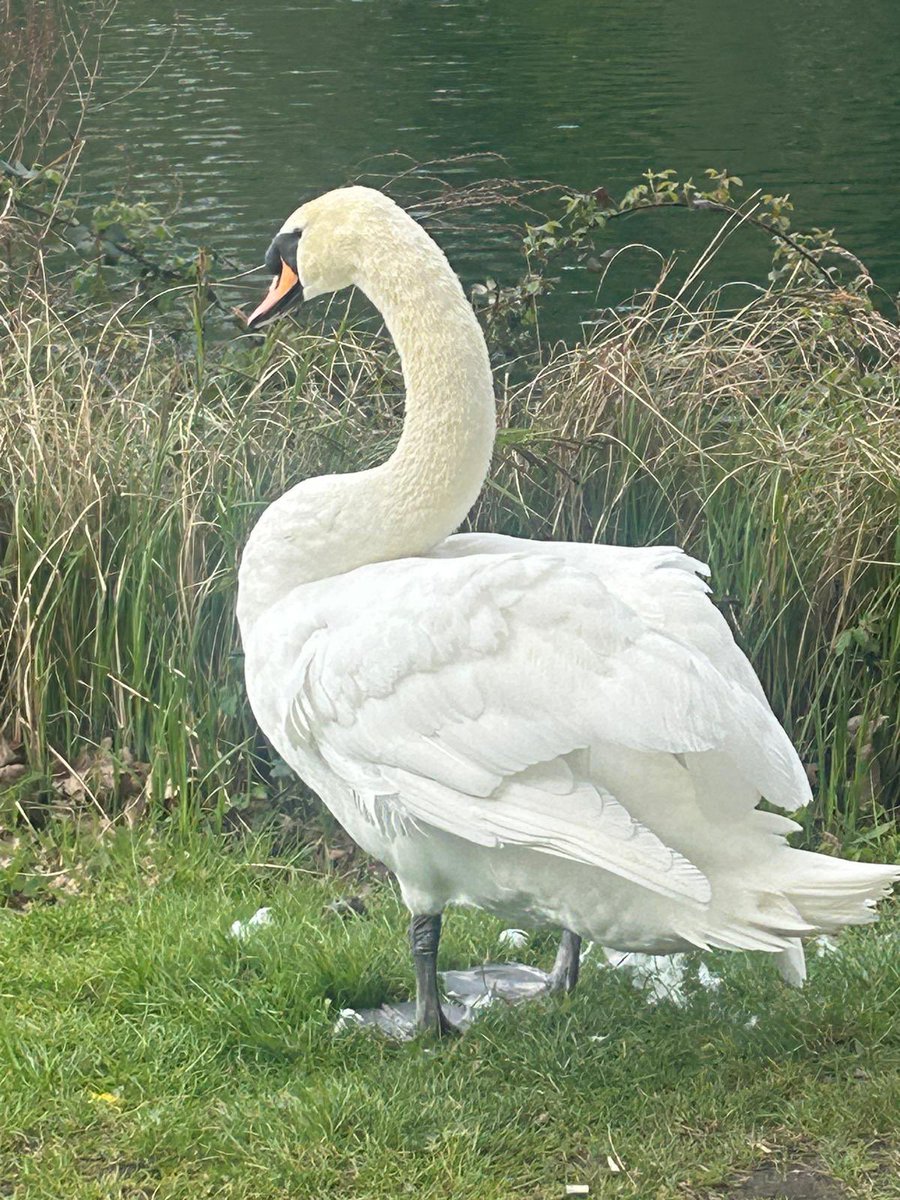 Linda Chibuzor tweet media