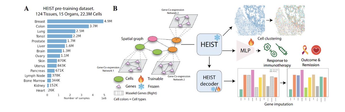 (1/n) 🎉 Excited to share our paper "HEIST: Hierarchical Embeddings for Spatial Transcriptomics" to be presented at #ICLR202! Heist is a foundation model for spatial-omics data, trained on 22.3M cells from 124 tissues across 15 organs, that jointly models spatial proximity AND