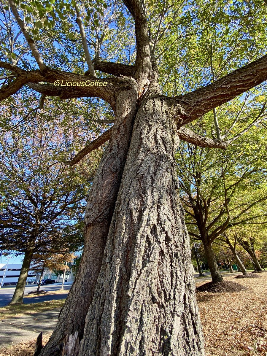 LiciousCoffee's tweet image. Good afternoon🌎💝💫
👋🏽Hey SUNDay☕️🌞

#Sunday #funday #Relaxation days where We share photos of dual trunk🌳🌳0r 2 harmoniously intertwined.

😍 It’s🌳Art —  these 2 in the Business Park 
#Nature #NaturePhotography #Photography #PhotographyIsArt #trees #Park #Sun #Sunshine