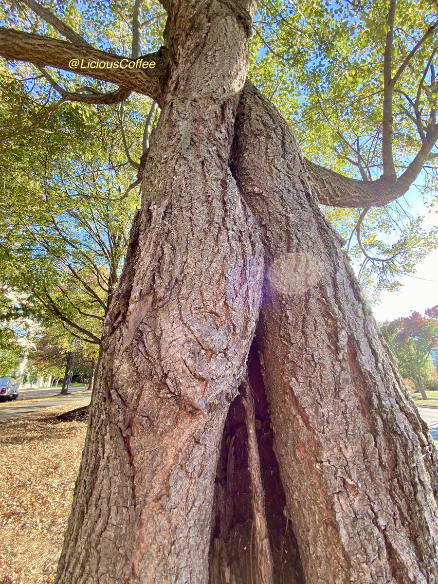 LiciousCoffee's tweet image. Good afternoon🌎💝💫
👋🏽Hey SUNDay☕️🌞

#Sunday #funday #Relaxation days where We share photos of dual trunk🌳🌳0r 2 harmoniously intertwined.

😍 It’s🌳Art —  these 2 in the Business Park 
#Nature #NaturePhotography #Photography #PhotographyIsArt #trees #Park #Sun #Sunshine