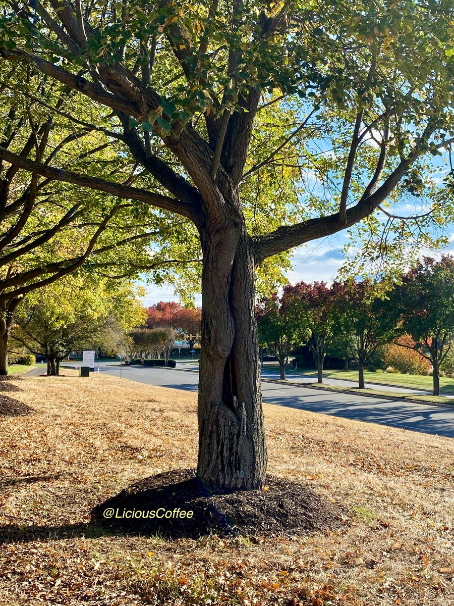 LiciousCoffee's tweet image. Good afternoon🌎💝💫
👋🏽Hey SUNDay☕️🌞

#Sunday #funday #Relaxation days where We share photos of dual trunk🌳🌳0r 2 harmoniously intertwined.

😍 It’s🌳Art —  these 2 in the Business Park 
#Nature #NaturePhotography #Photography #PhotographyIsArt #trees #Park #Sun #Sunshine