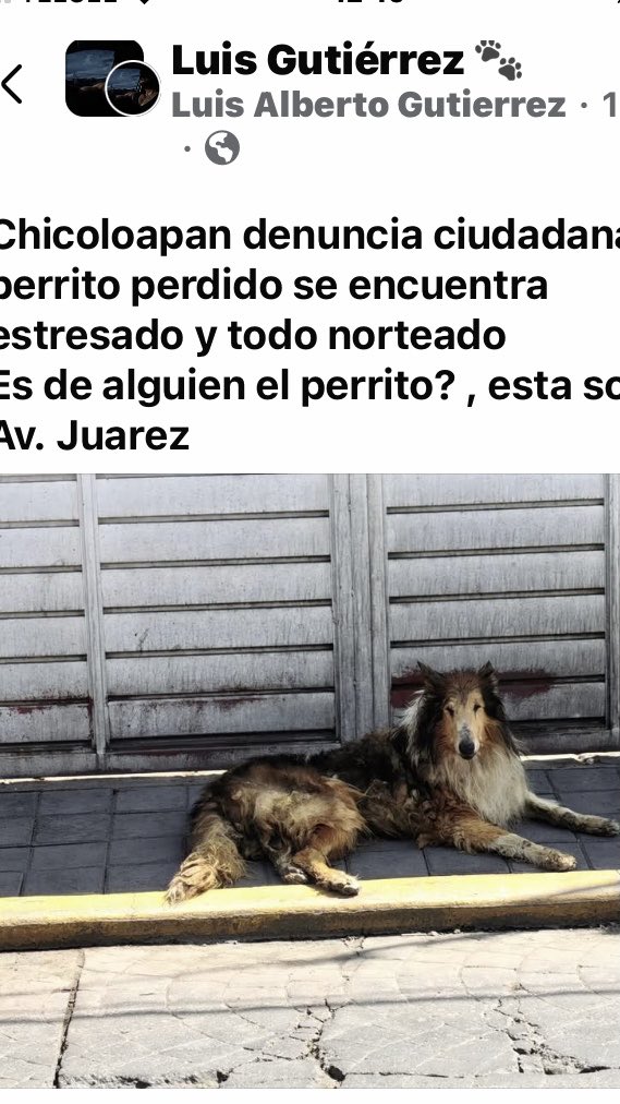 AlejandraVegaF5's tweet image. ATENCIÓN CHICOLOAPAN ‼️ Urge encontrar a su familia o que lo resguarden